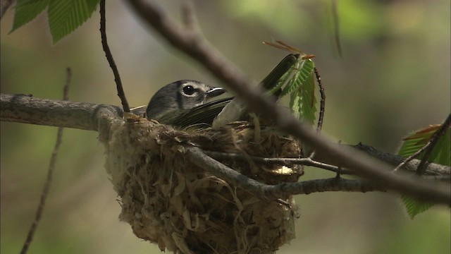 Blue-headed Vireo - ML446959