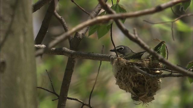 Blue-headed Vireo - ML446961