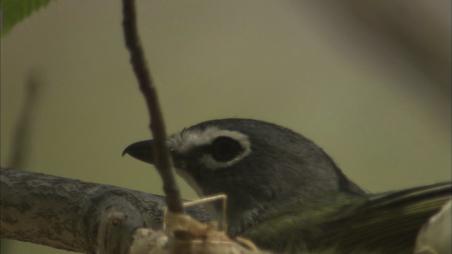 Blue-headed Vireo - ML446962