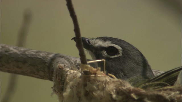 Blue-headed Vireo - ML446964