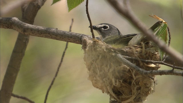 Blue-headed Vireo - ML446966