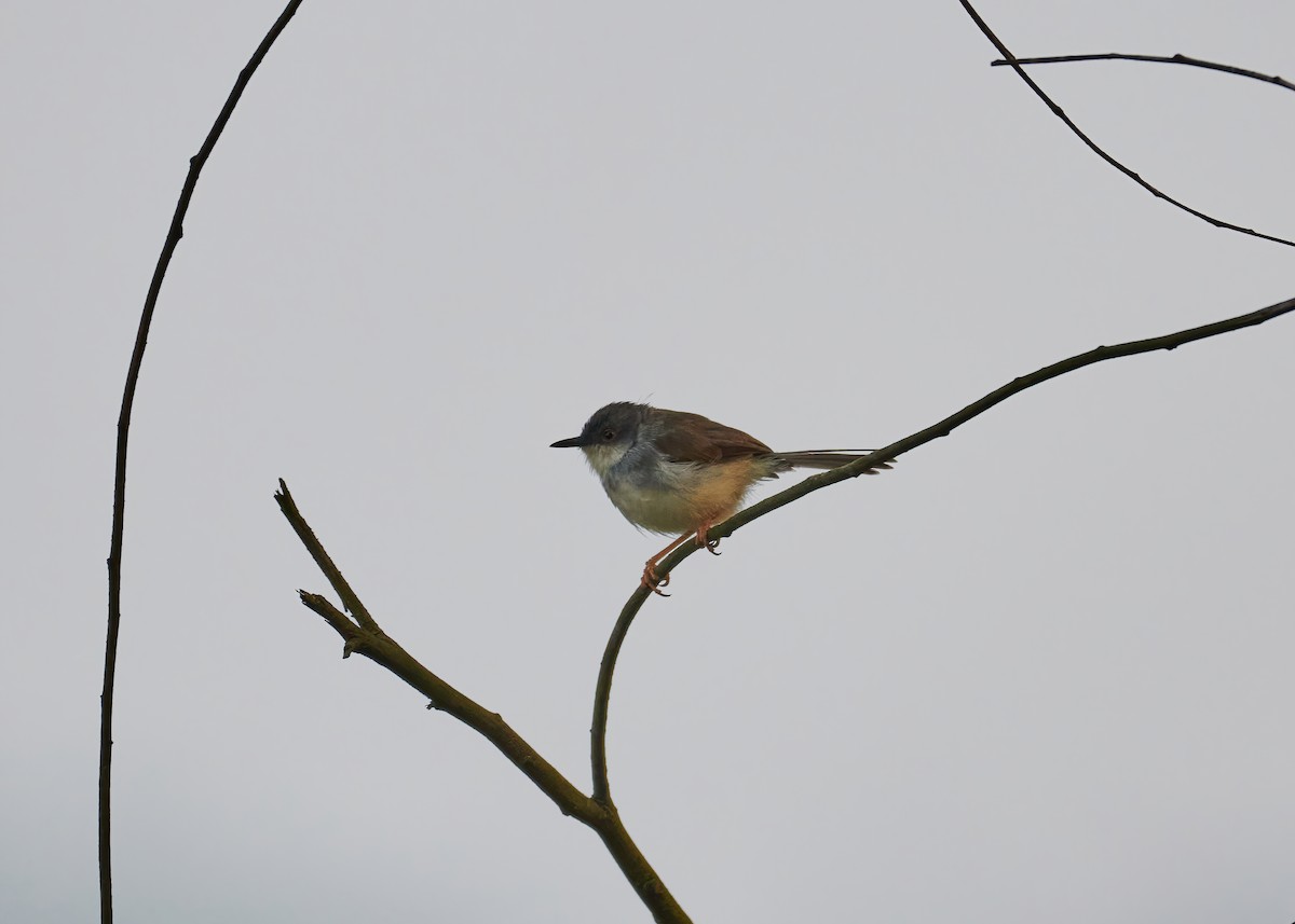 Gray-breasted Prinia - ML446966031