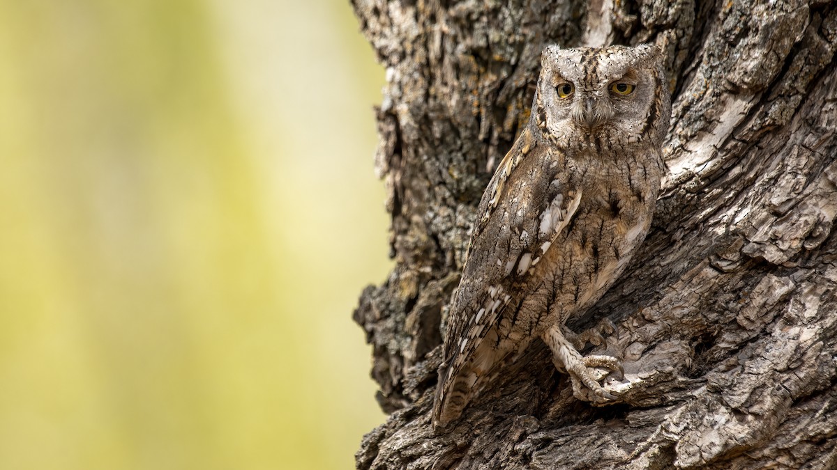 Eurasian Scops-Owl - Ogün Aydin