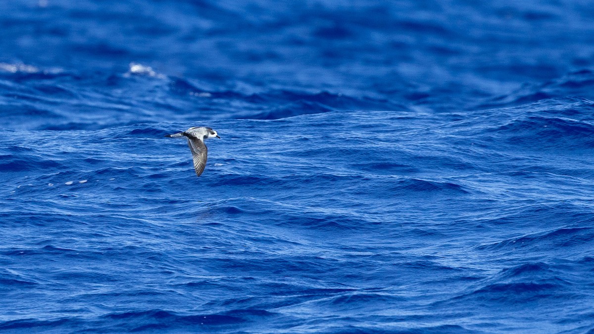 Stejneger's Petrel - ML446966761