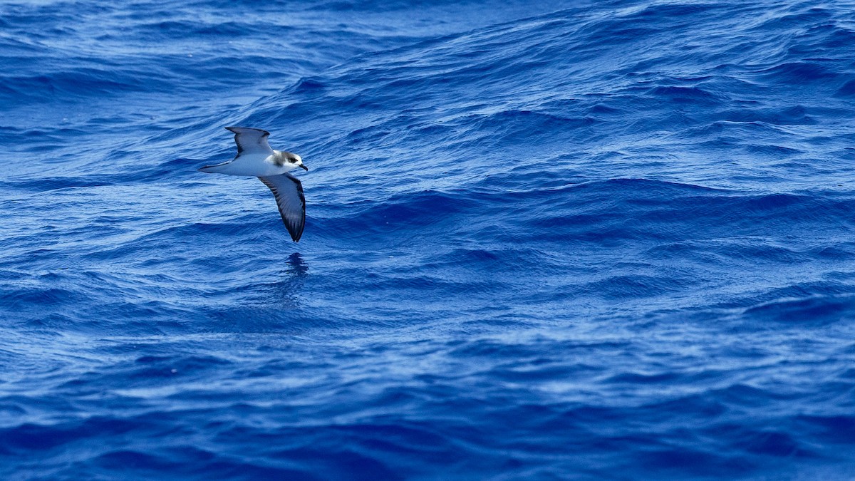 Stejneger's Petrel - ML446966801