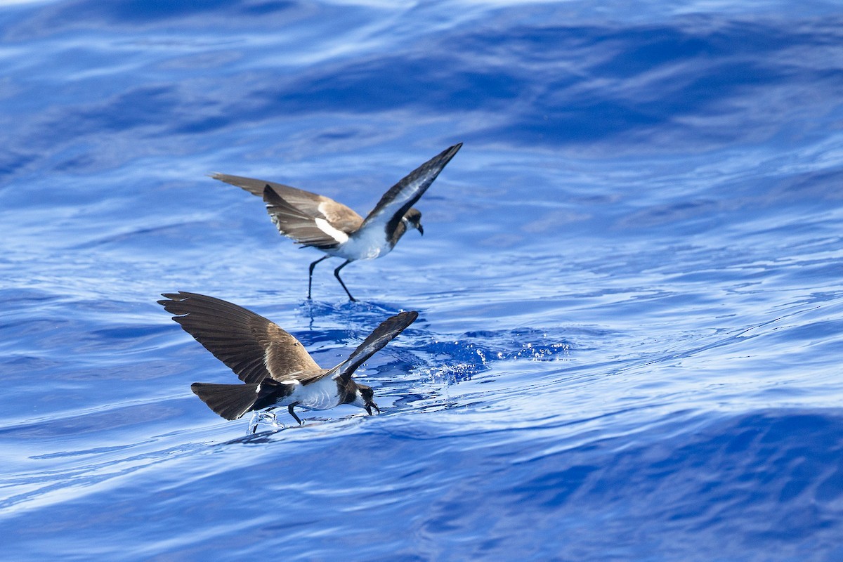 Polynesian Storm-Petrel - ML446966841