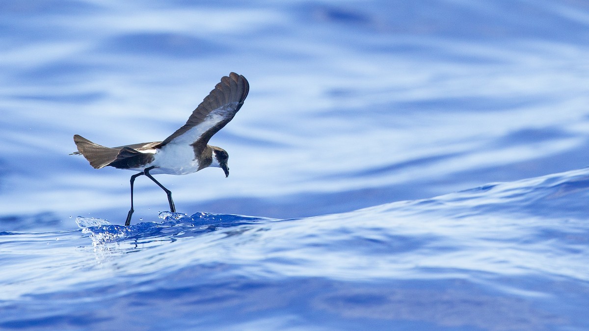 Polynesian Storm-Petrel - ML446966861