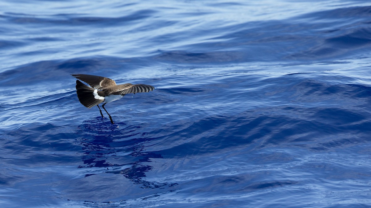 Polynesian Storm-Petrel - ML446966891