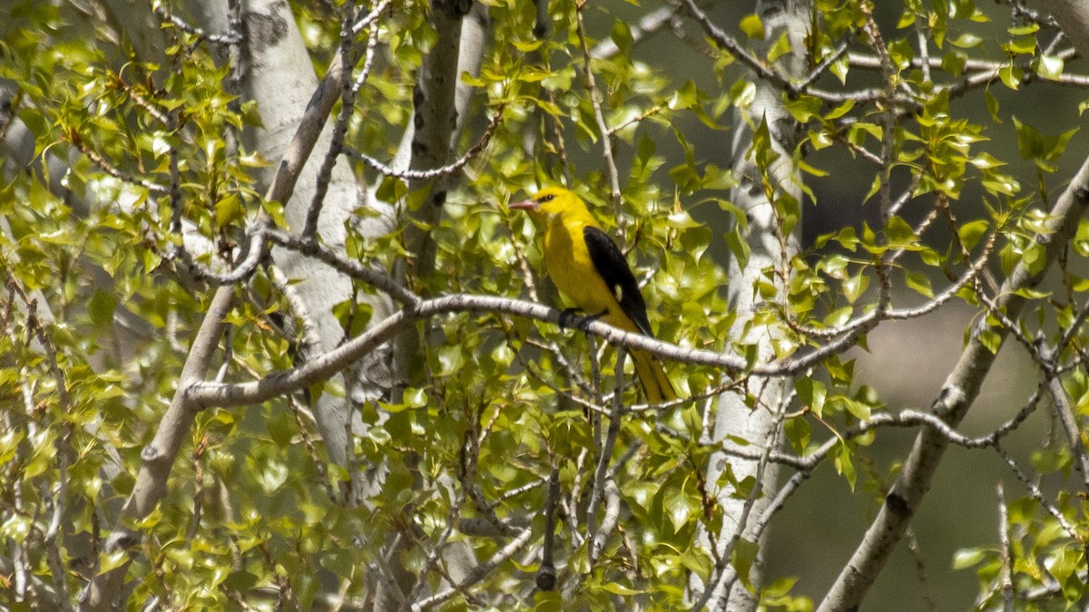 Eurasian Golden Oriole - ML446966901