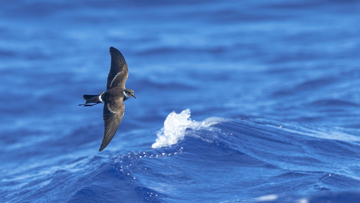 Polynesian Storm-Petrel - ML446966931