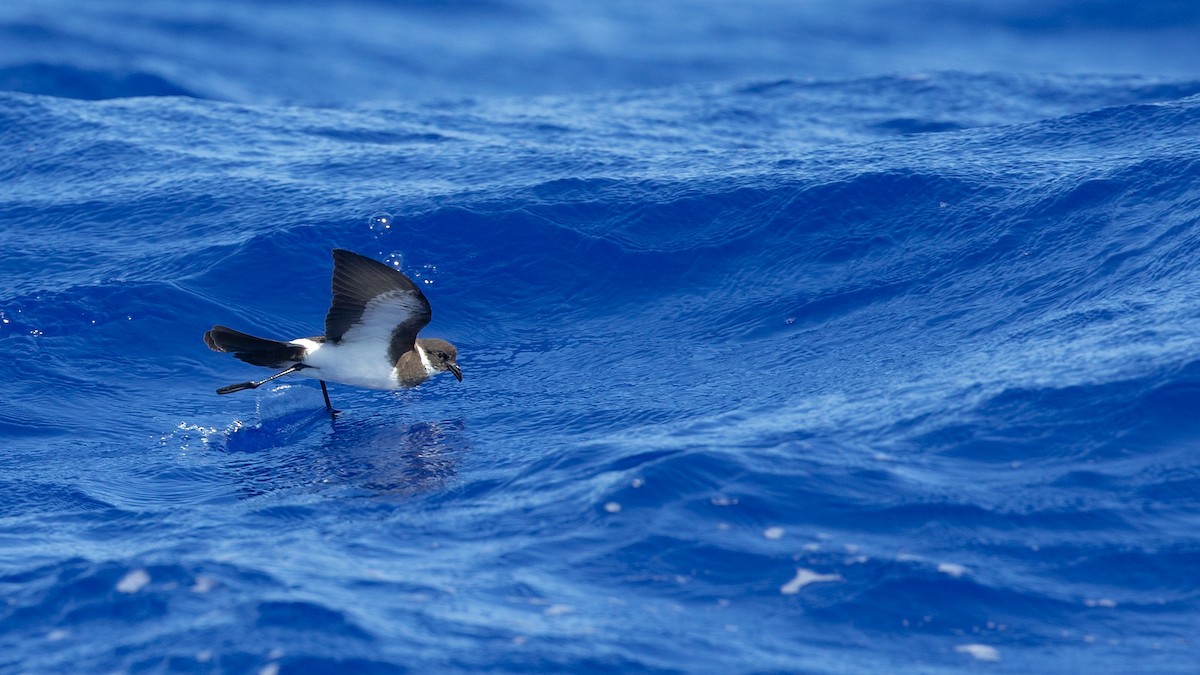 Polynesian Storm-Petrel - ML446966951