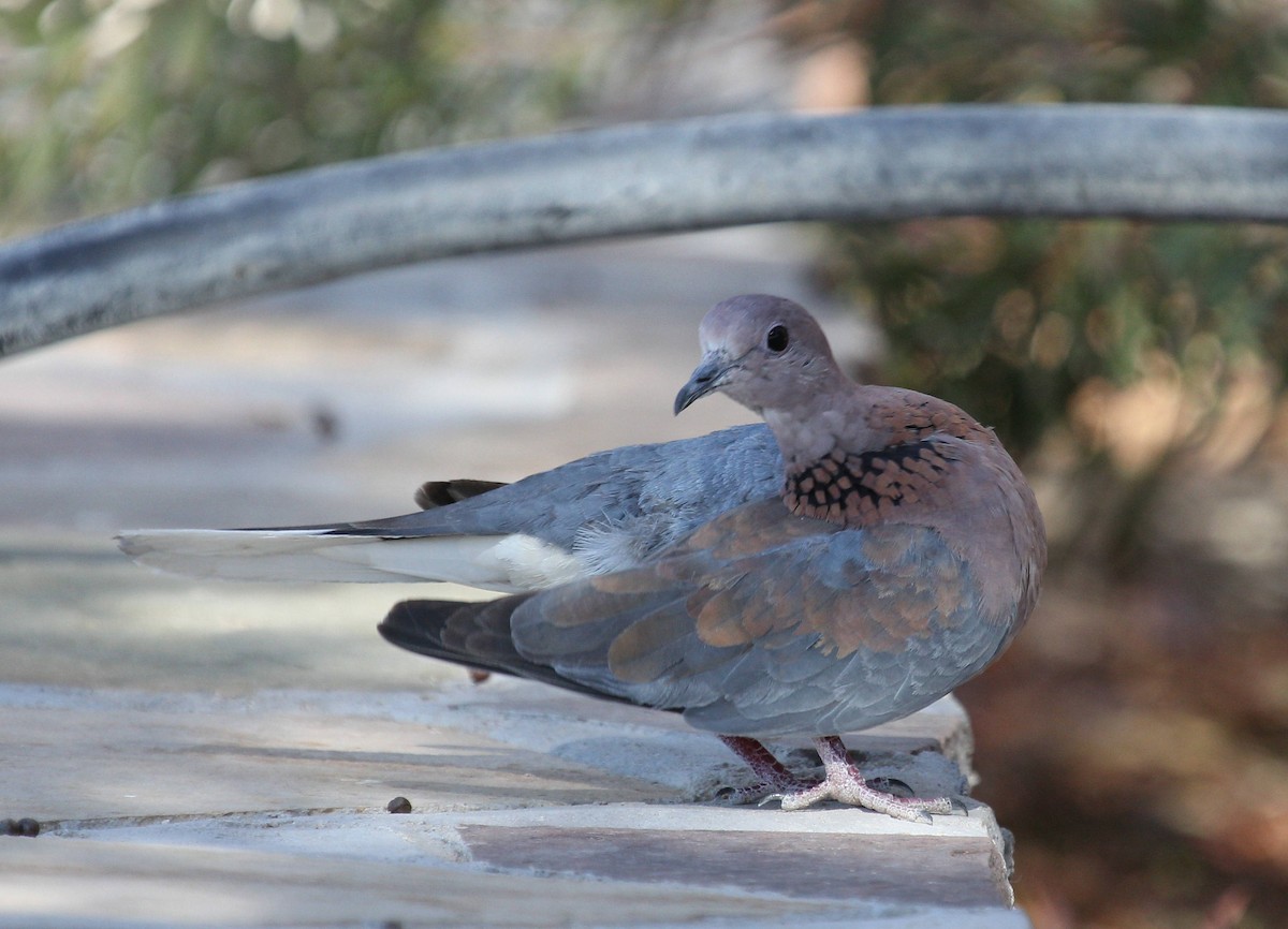 Laughing Dove - ML44696711