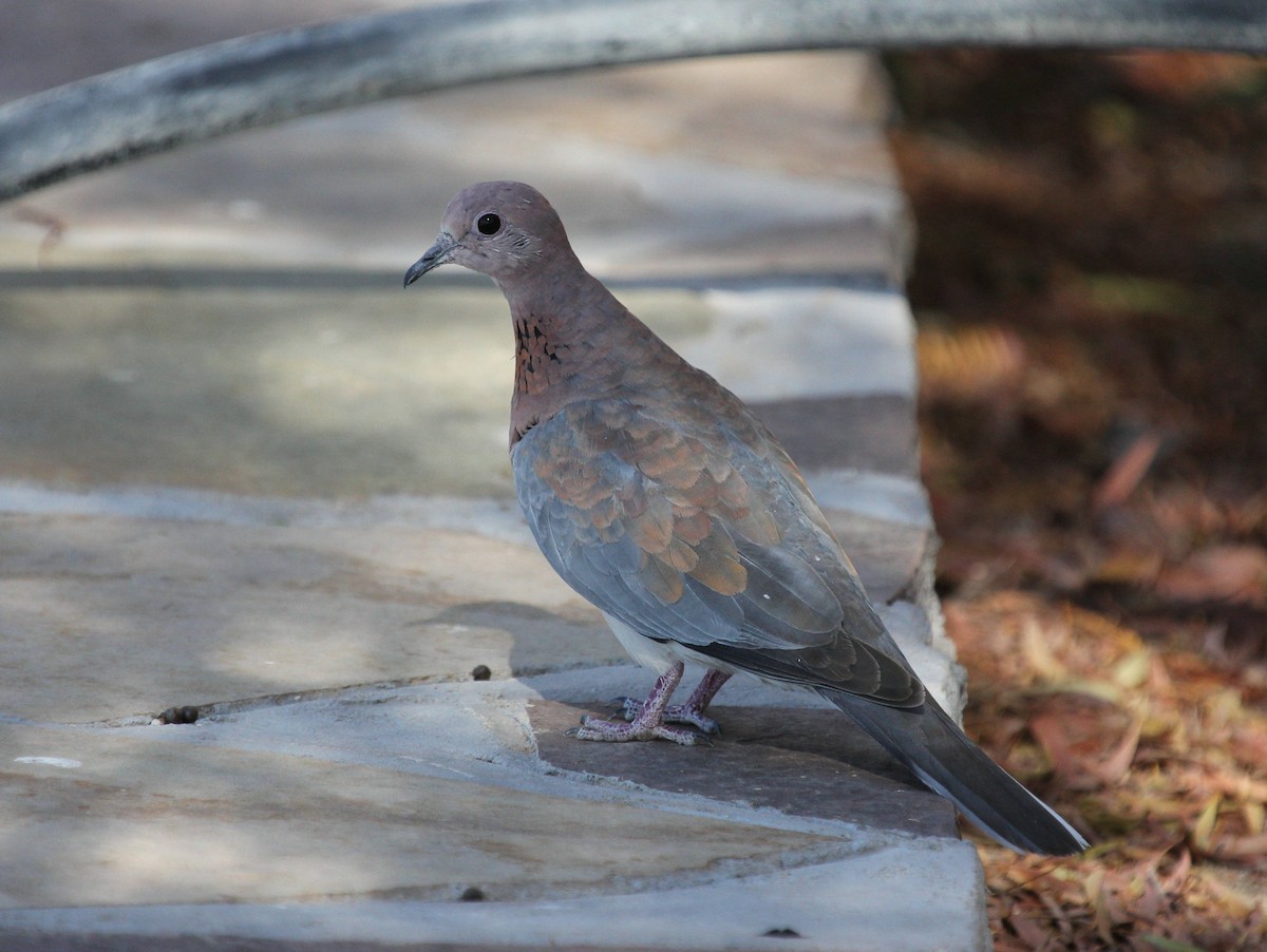 Laughing Dove - ML44696721