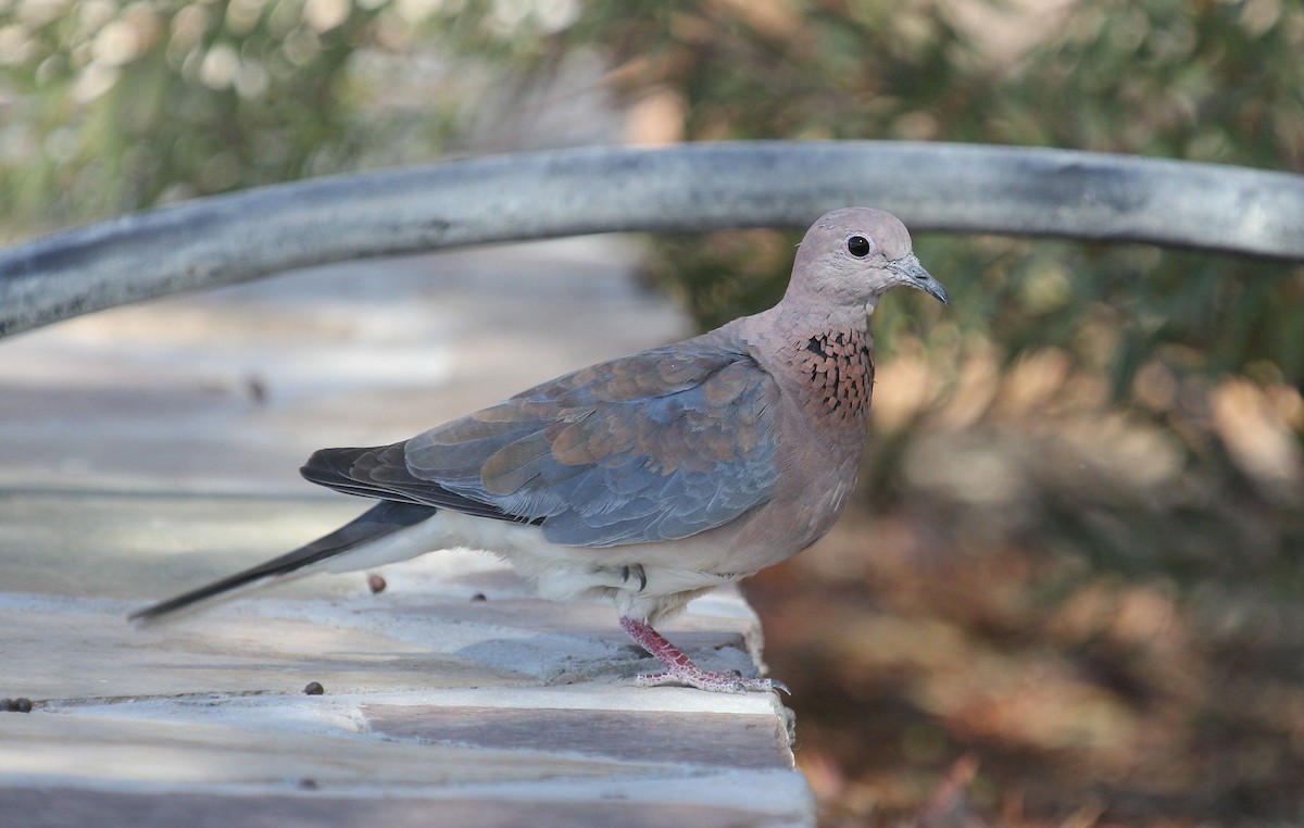 Laughing Dove - ML44696741