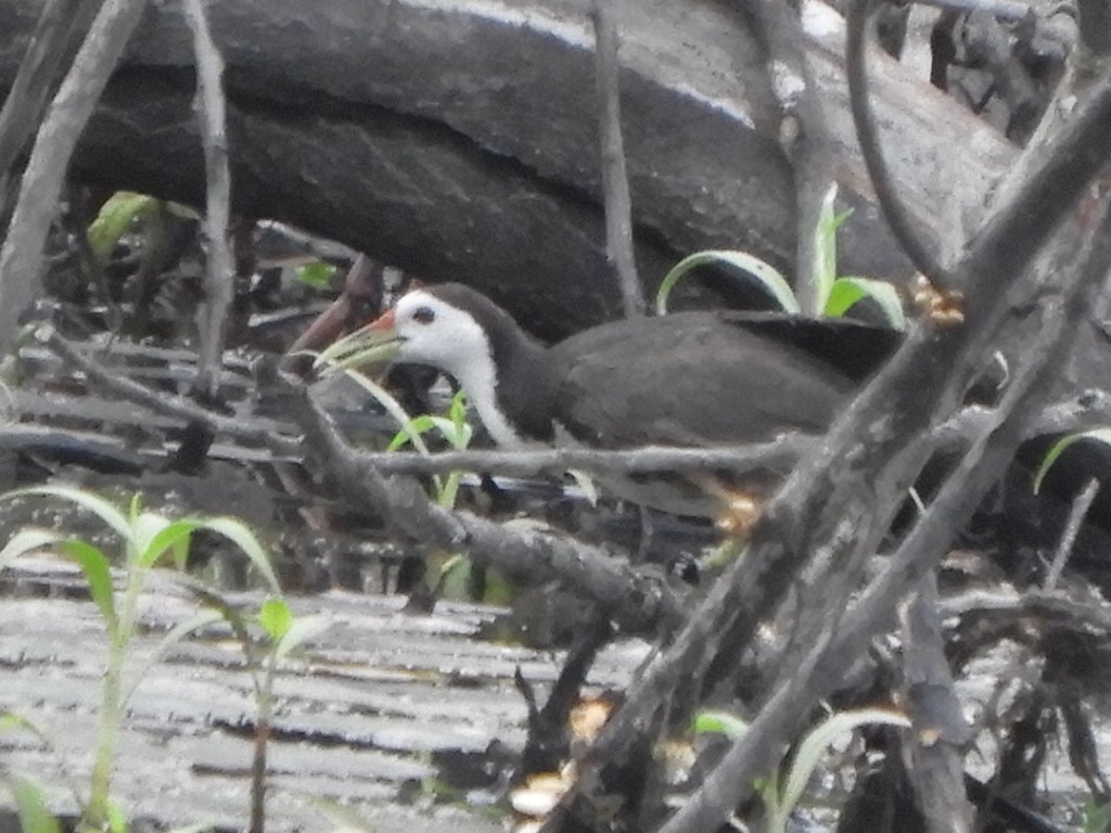 White-breasted Waterhen - ML446968191