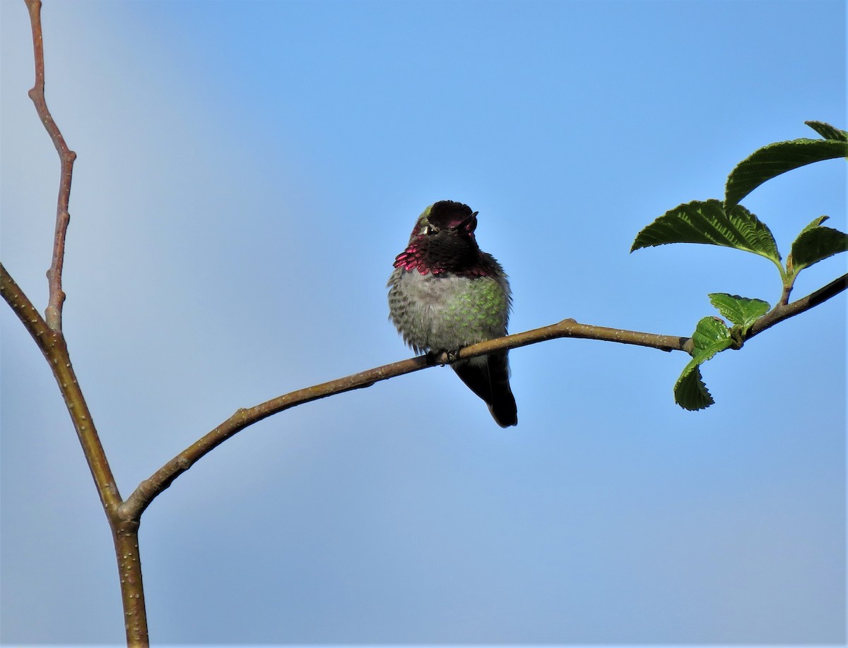 Anna's Hummingbird - ML446968351