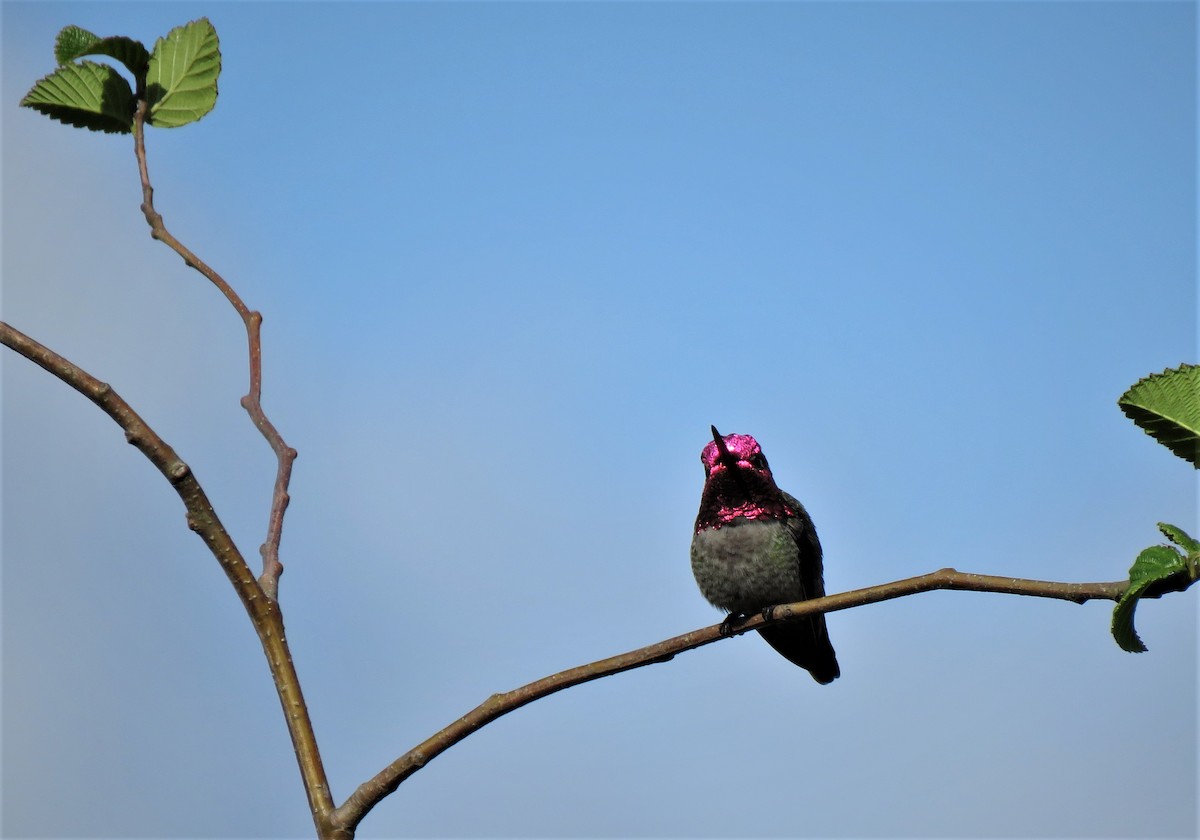 rødmaskekolibri - ML446968361