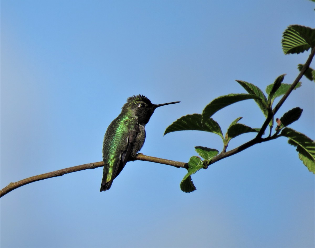 Anna's Hummingbird - ML446968381