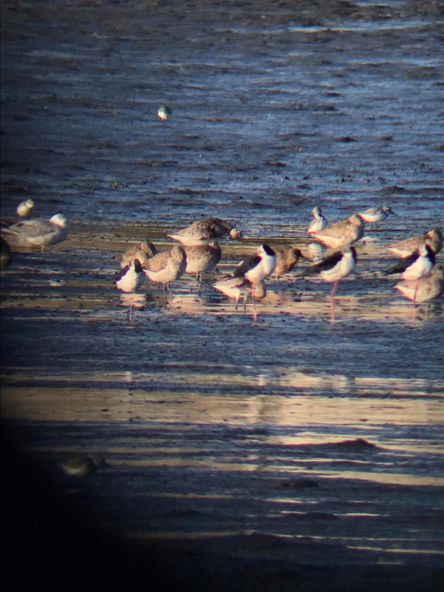 Hudsonian Godwit - ML446968421