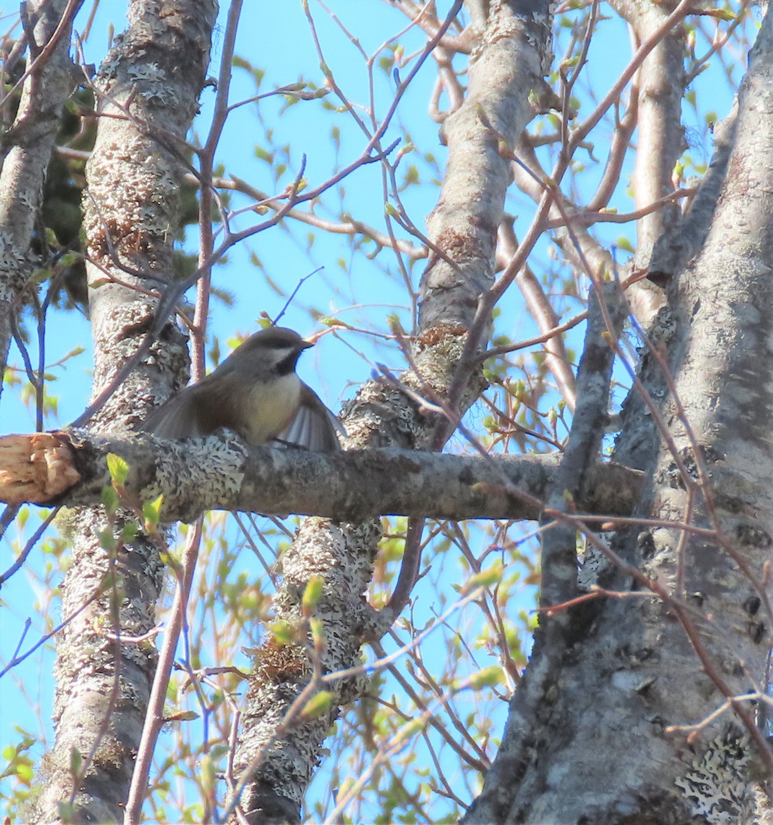 Mésange à tête brune - ML446968431