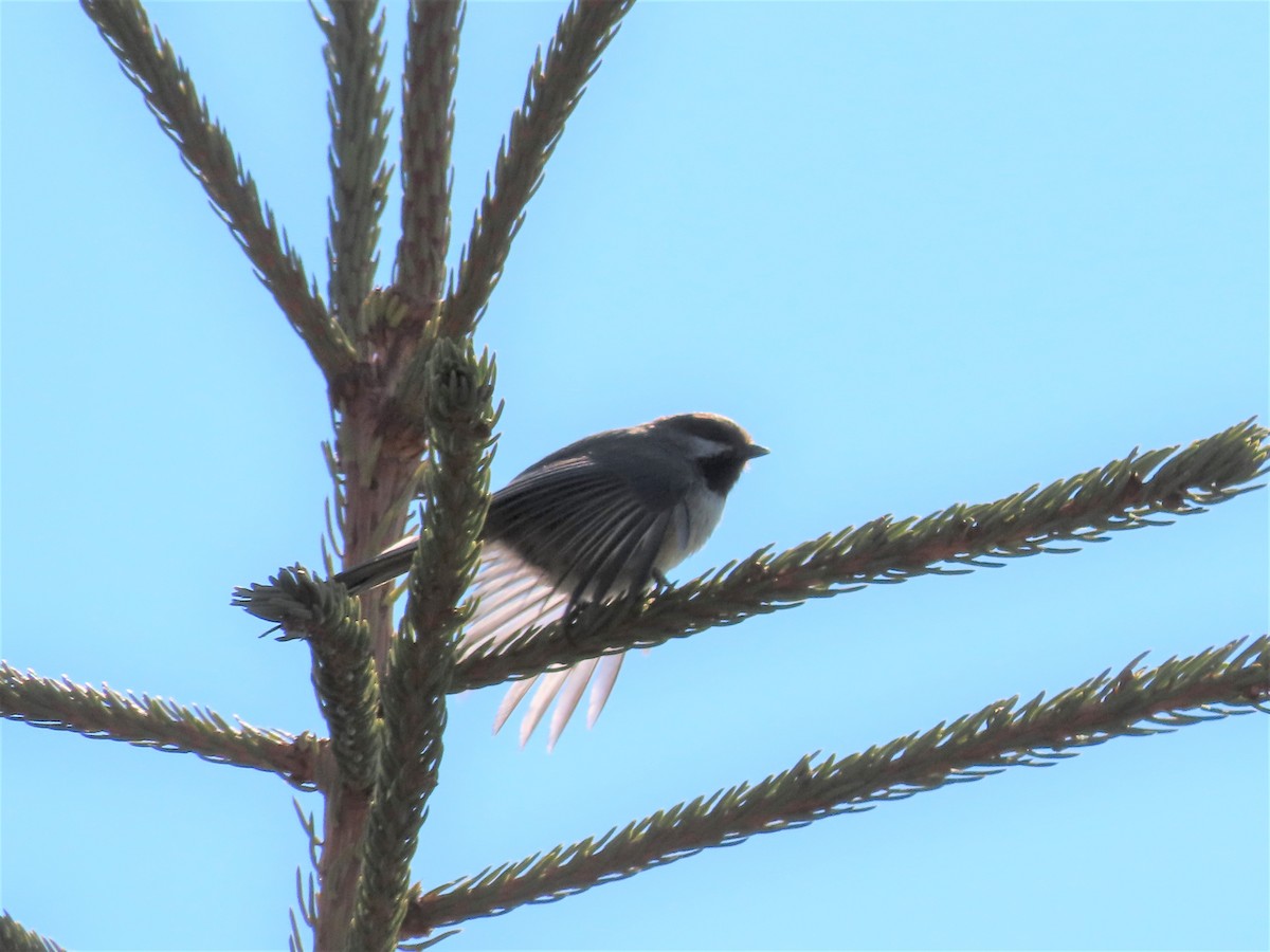 Mésange à tête brune - ML446968481