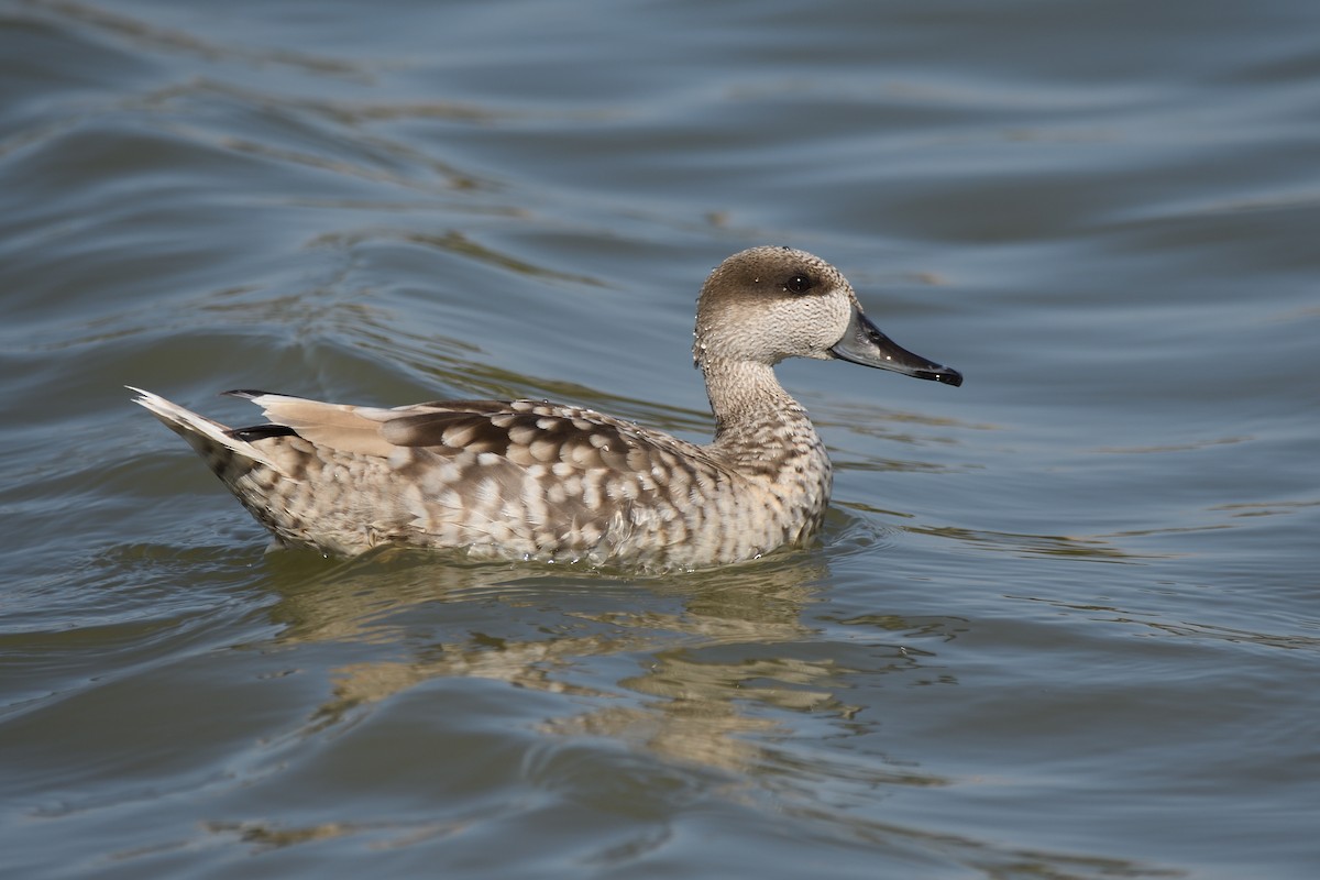 Marbled Duck - ML446968561