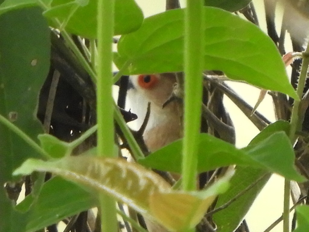 Yellow-eyed Babbler - ML446968761