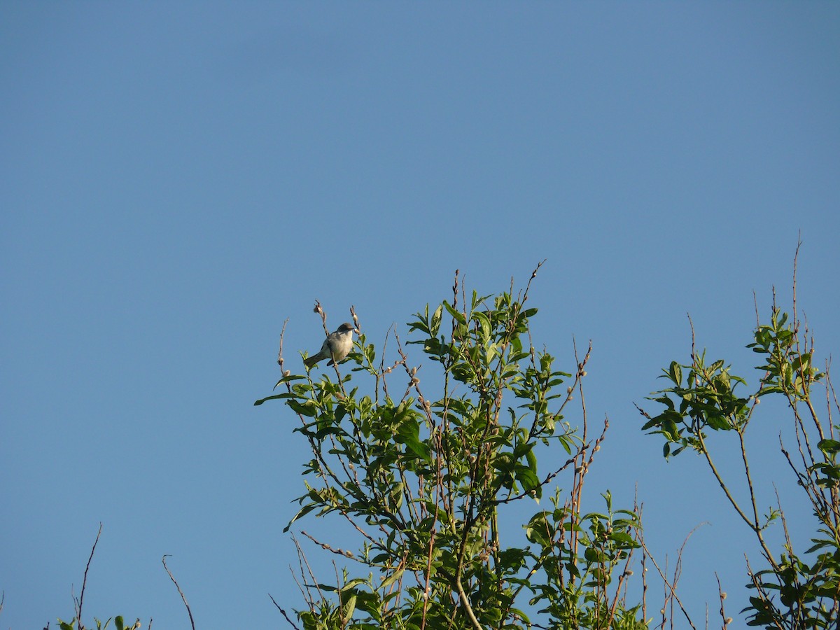 Barred Warbler - ML446968961