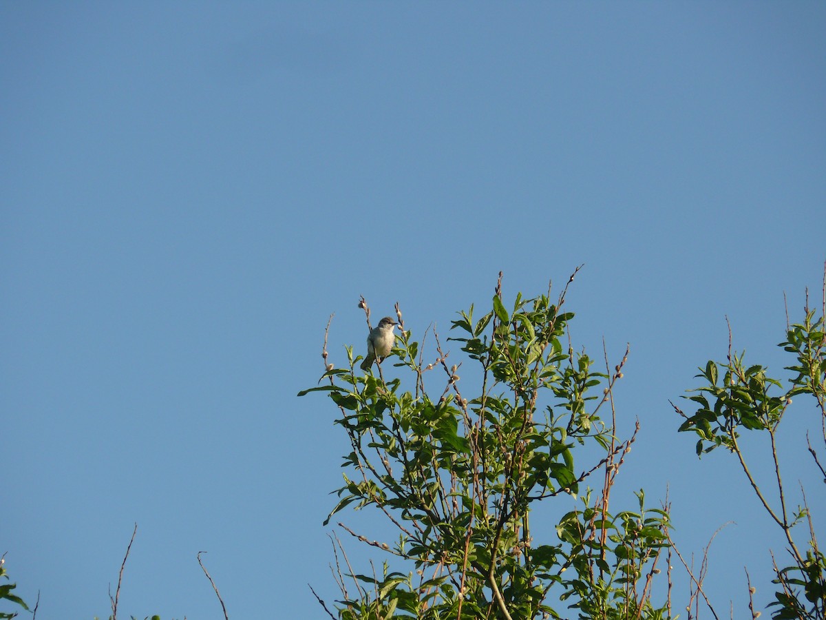 Barred Warbler - ML446968971