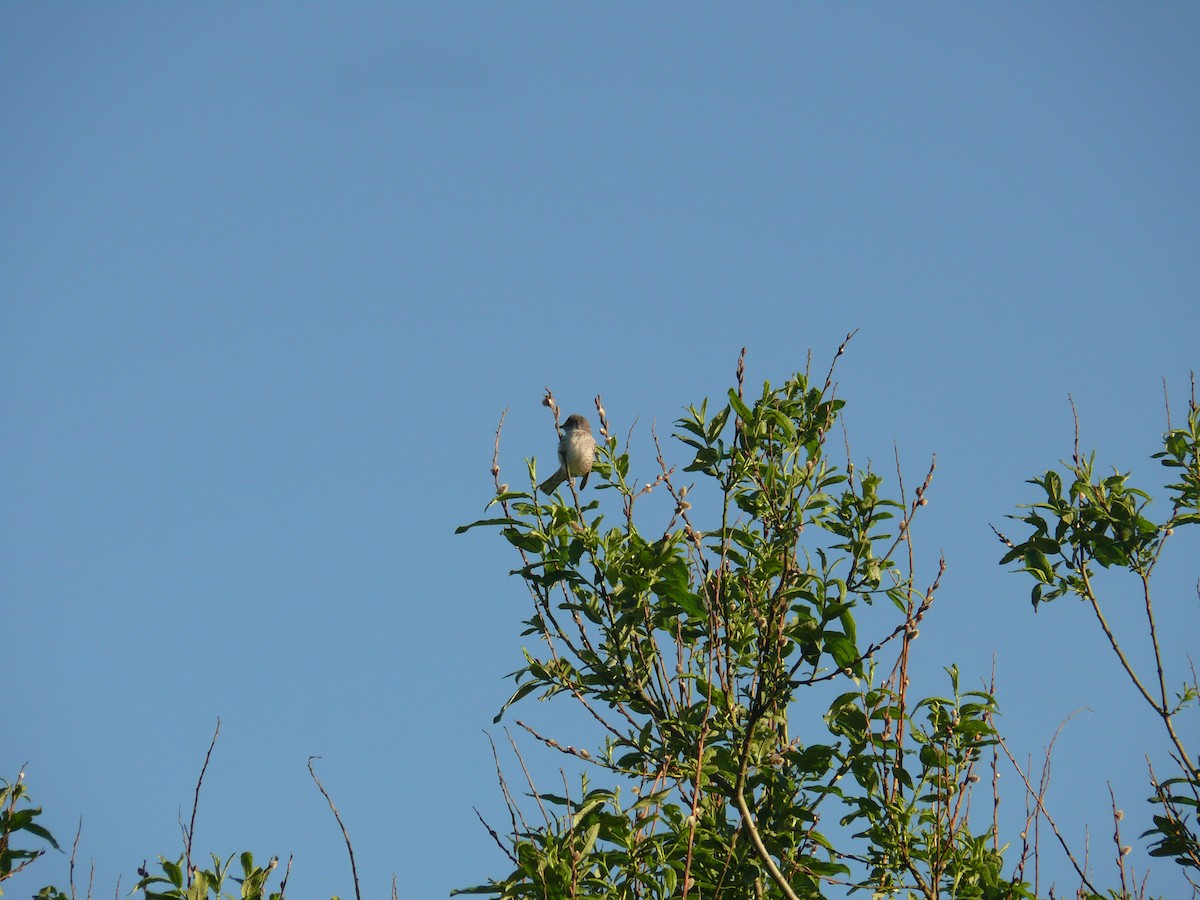 Barred Warbler - ML446968991