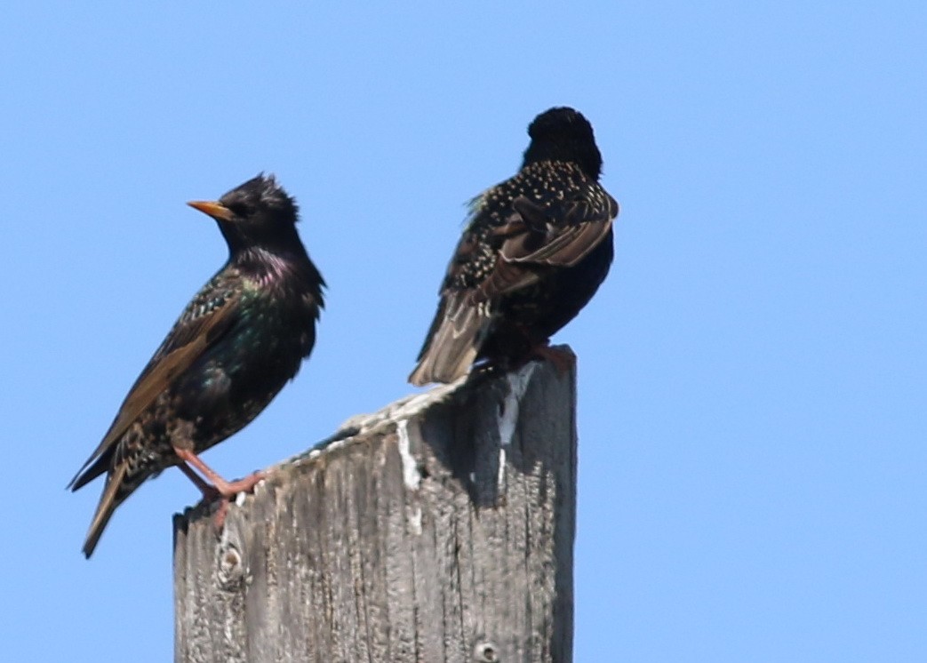 European Starling - ML44696901