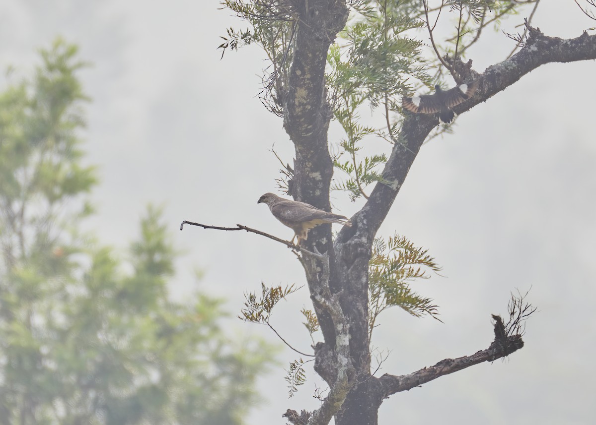 Common Buzzard - ML446969421