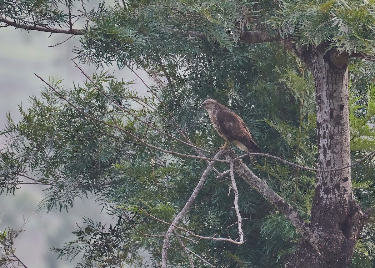 Common Buzzard - ML446969431