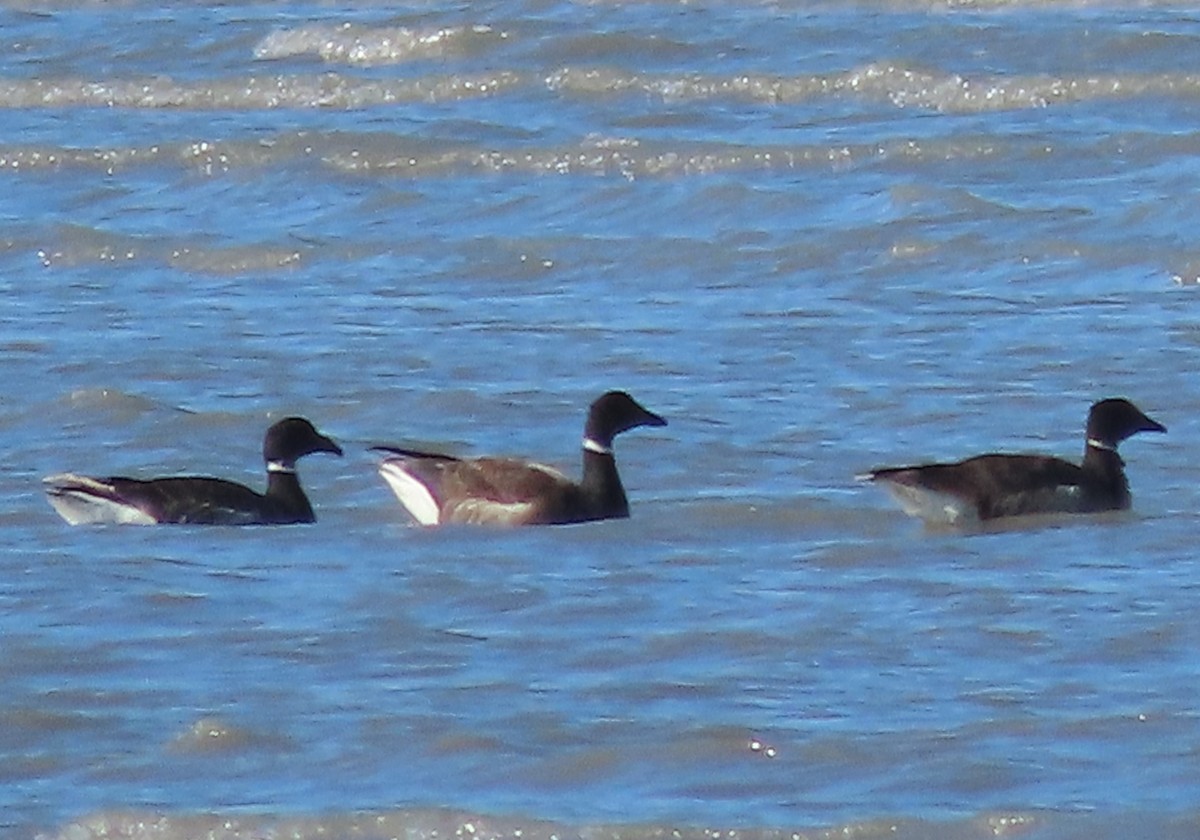 Brant - ML446970571