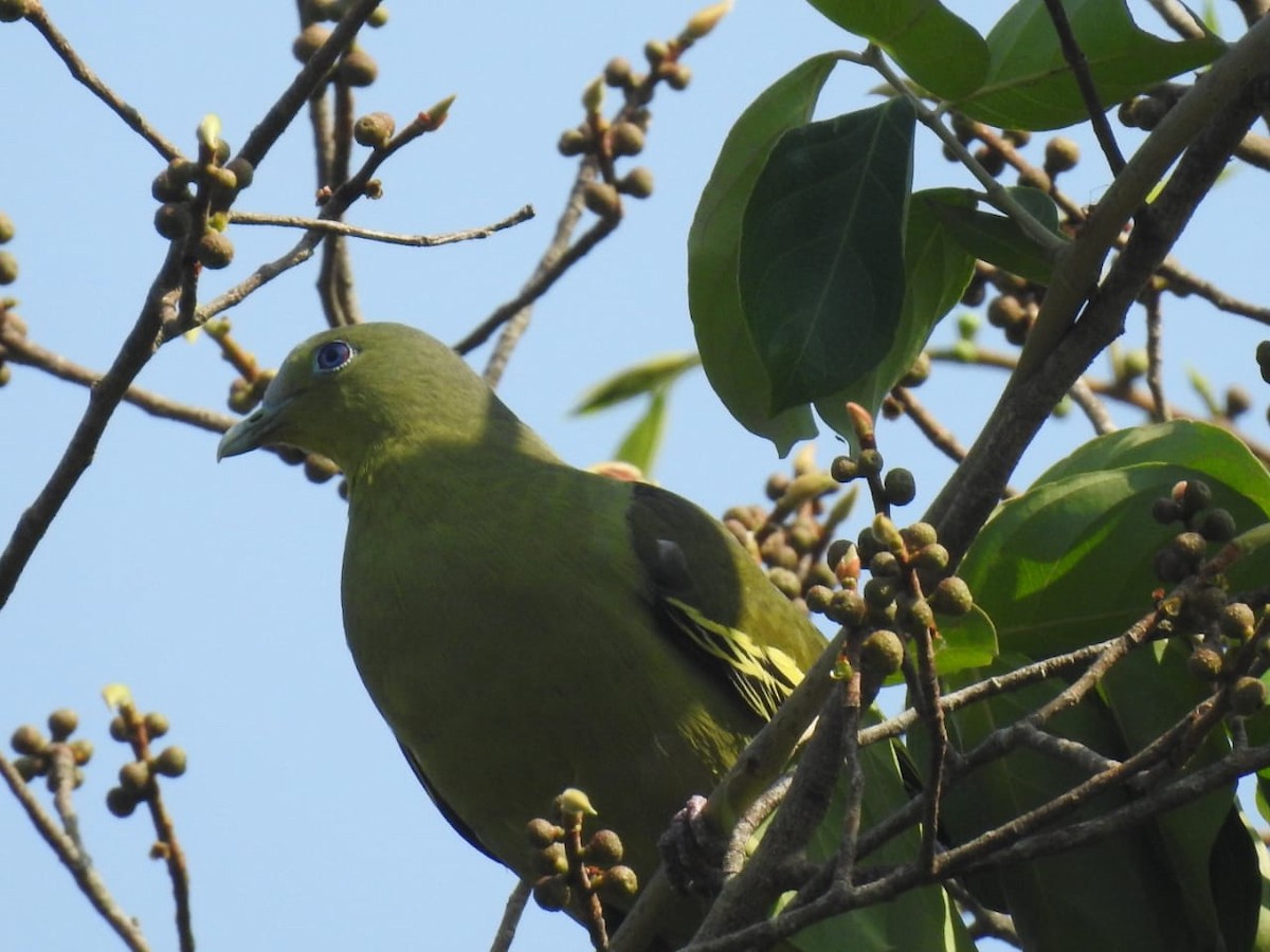 Gray-fronted Green-Pigeon - Sureshbabu K