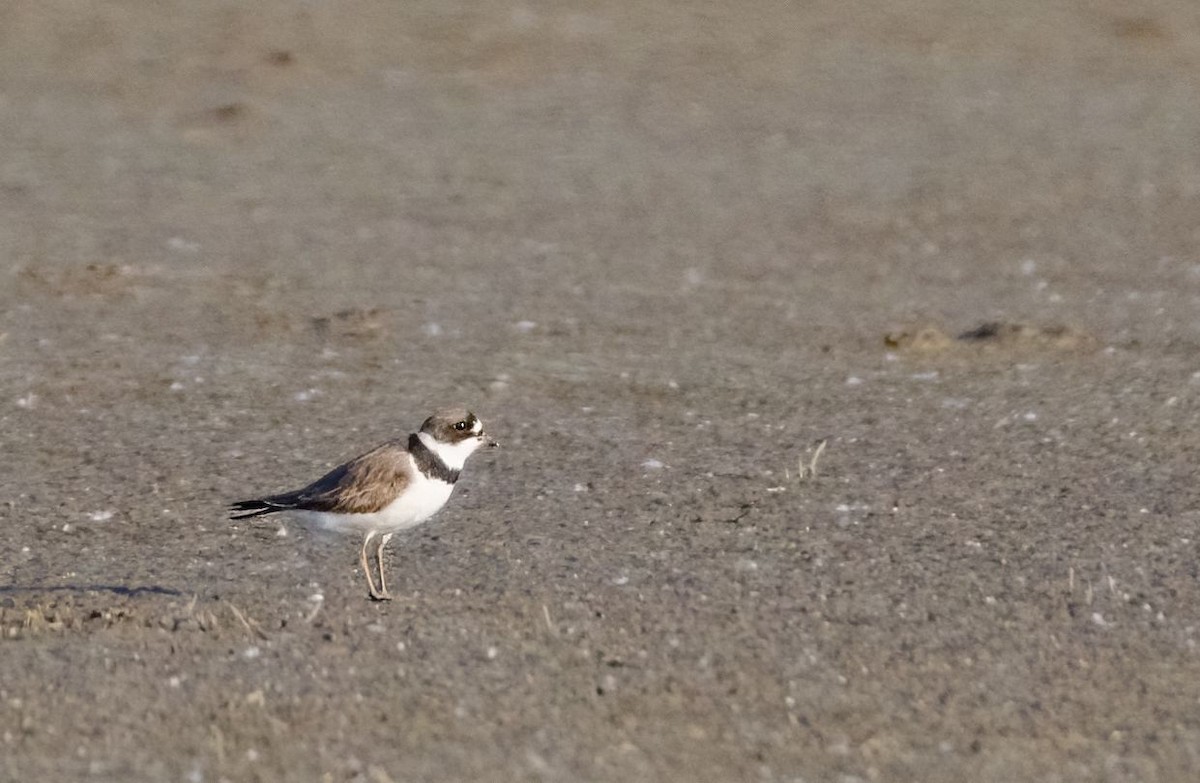 Semipalmated Plover - ML446971001