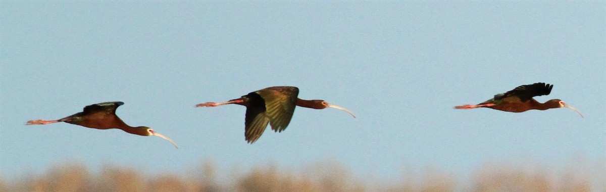 ibis americký - ML446973881
