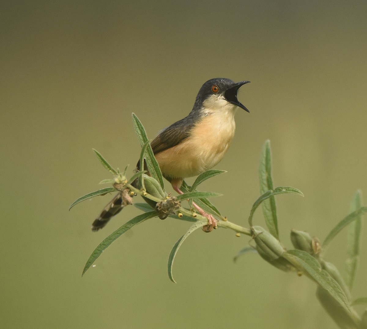 Ashy Prinia - ML446974871