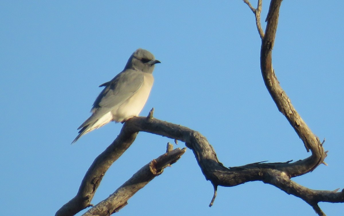 Masked Woodswallow - ML446975191