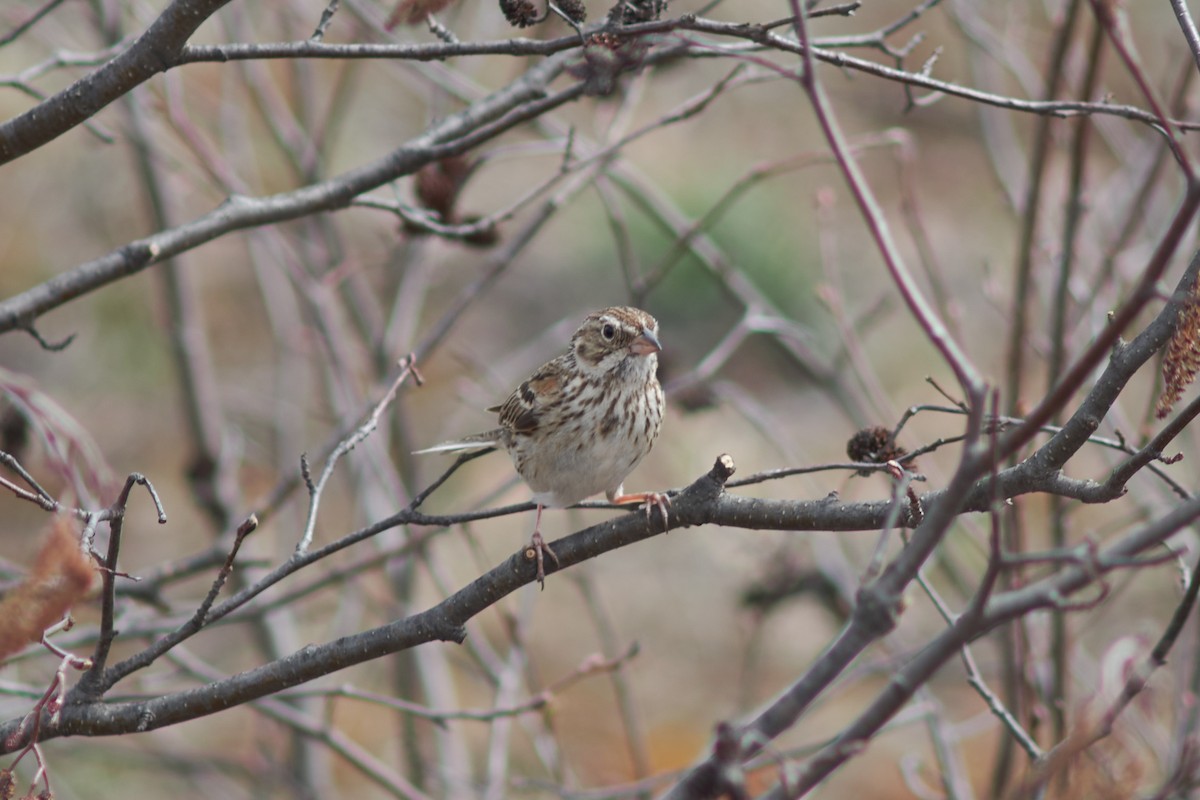 Vesper Sparrow - ML446975511