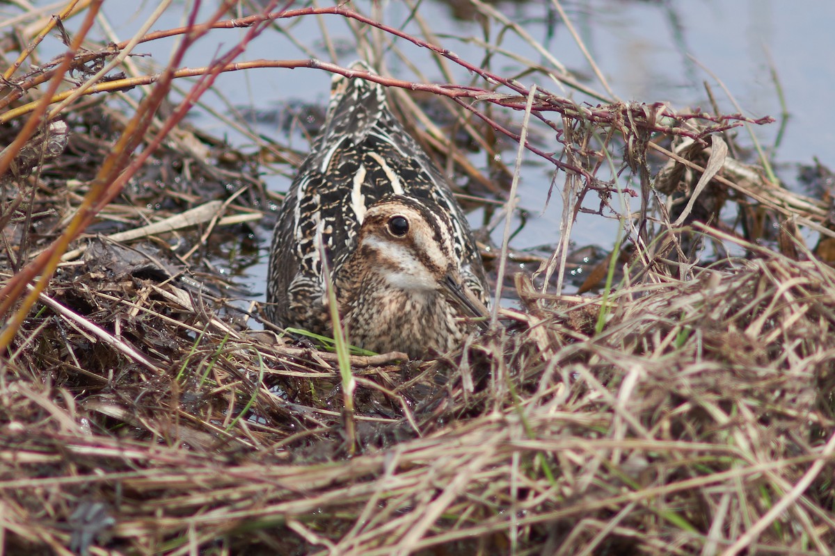 Wilson's Snipe - ML446975521