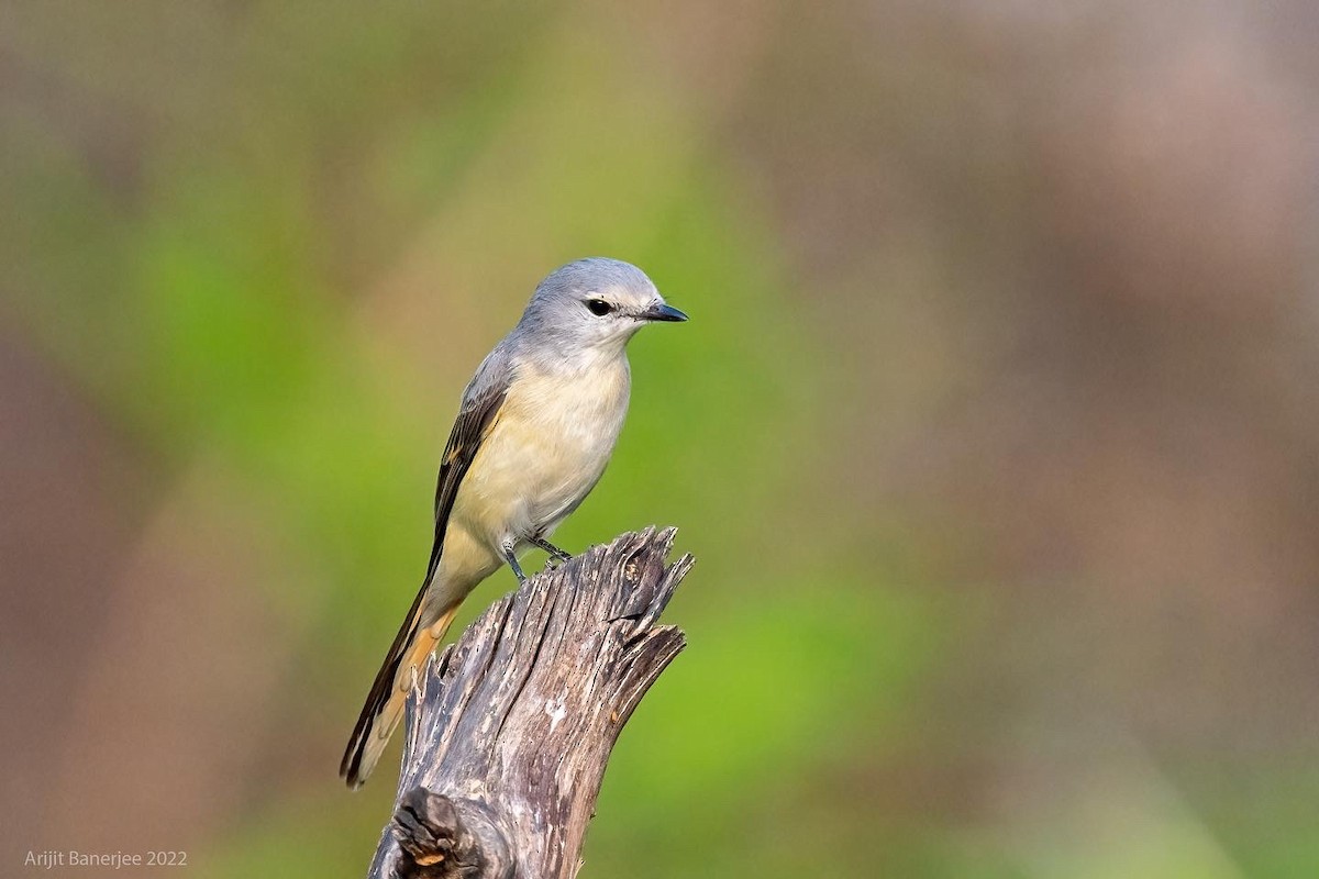 Small Minivet - ML446977071