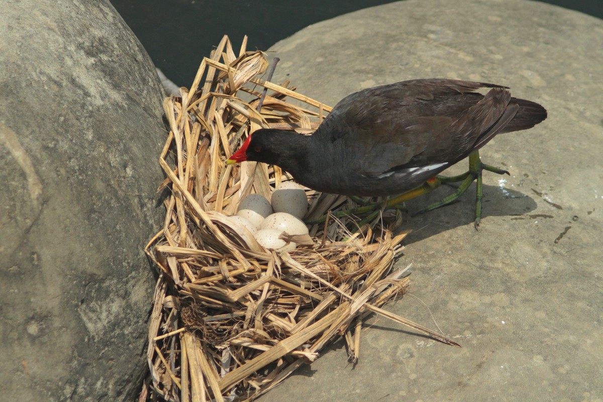 Eurasian Moorhen - ML446977851