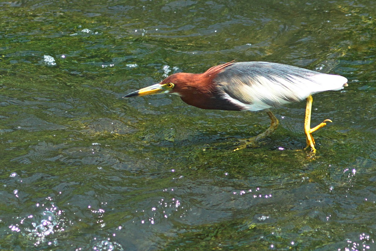 Chinese Pond-Heron - ML446977861