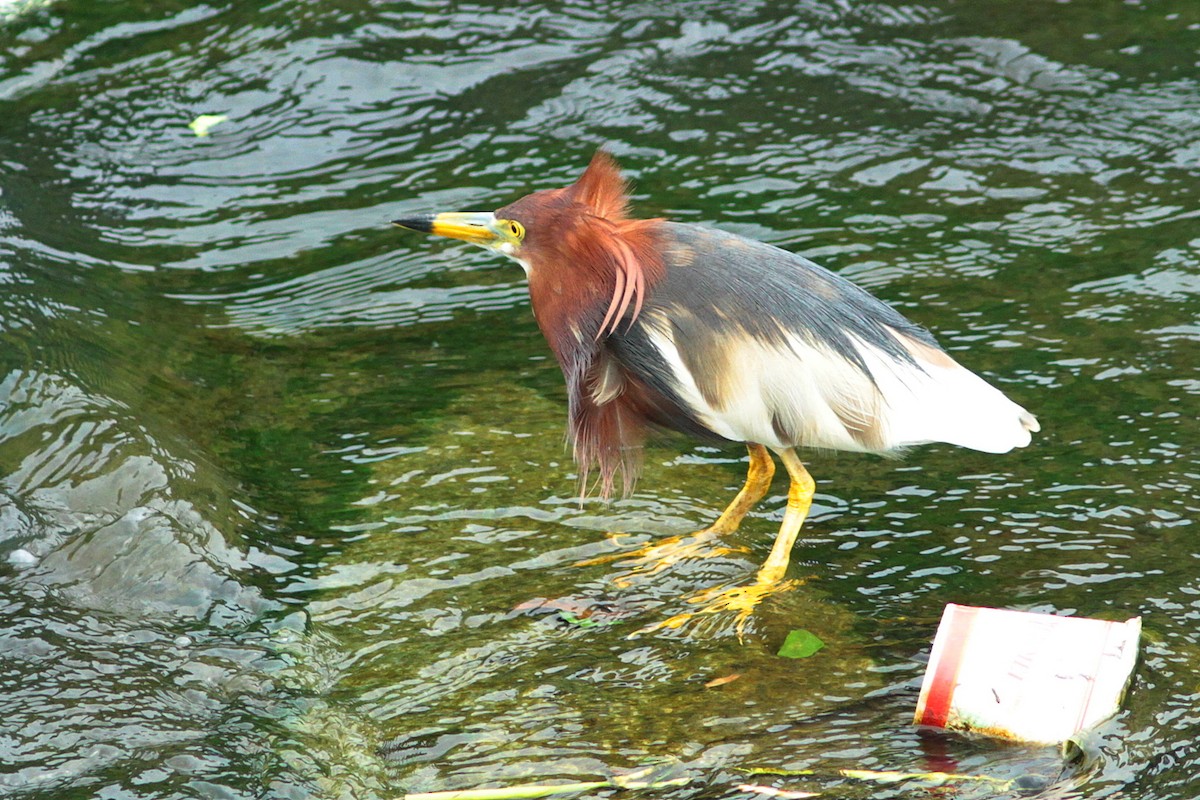 Chinese Pond-Heron - ML446977871