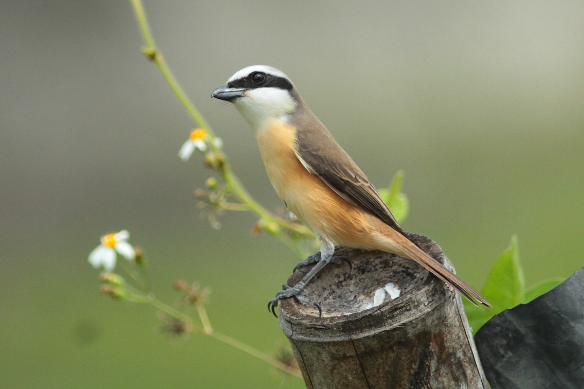 Brown Shrike - ML446977881