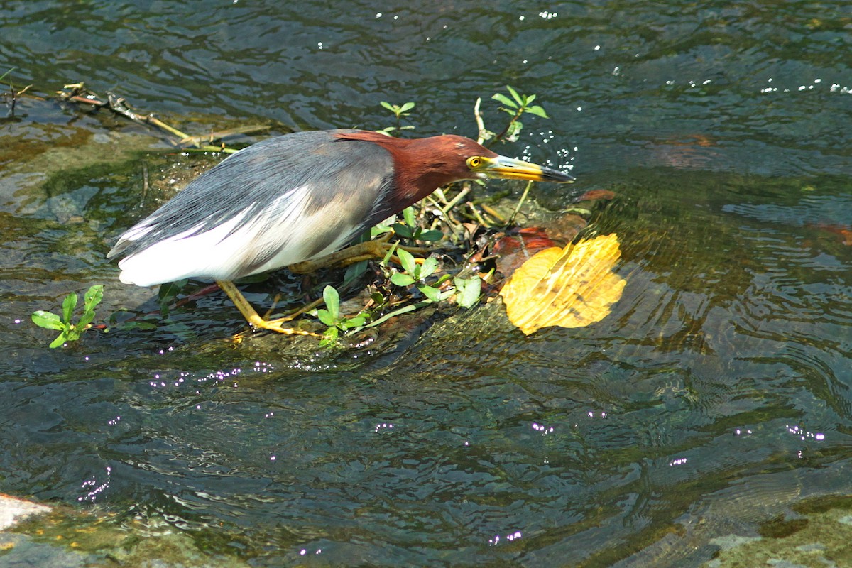 Chinese Pond-Heron - ML446977891