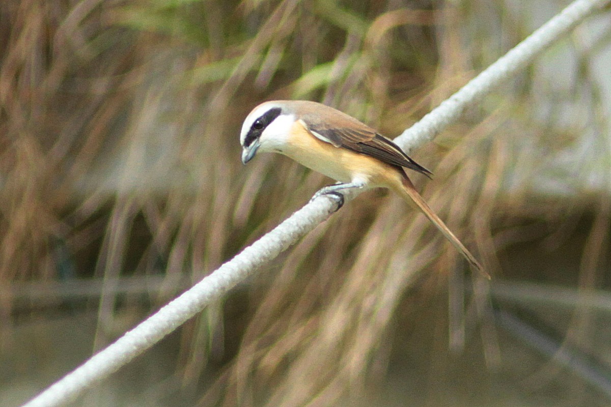 Brown Shrike - ML446978031
