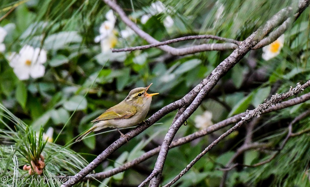 Western Crowned Warbler - ML446978631