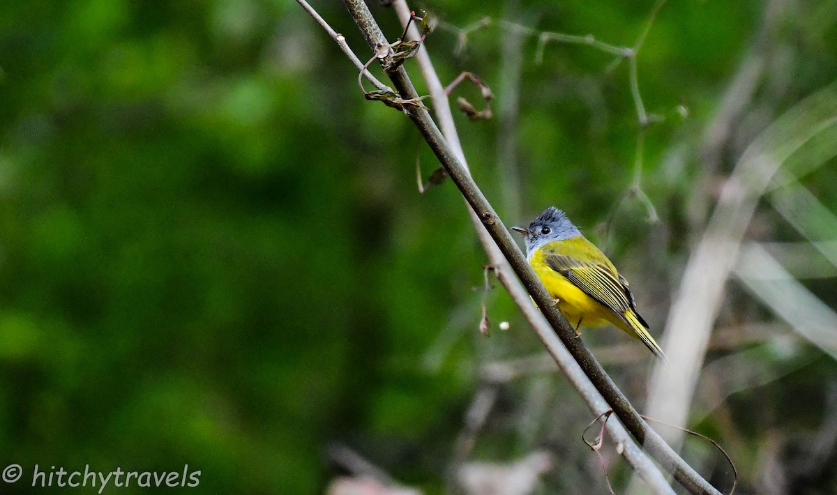 Gray-headed Canary-Flycatcher - ML446978651